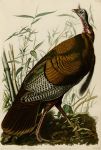  absurd_res ambiguous_gender avian bamboo bird detailed english_text feral galliform grass hi_res huge_filesize john_james_audubon leaf phasianid public_domain solo text turkey 