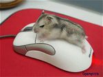 animated inanimate mouse tagme 
