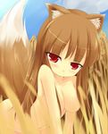  animal_ears breasts brown_hair holo kuro_(be_ok) long_hair medium_breasts nude red_eyes solo spice_and_wolf tail wheat wolf_ears 