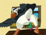  4:3 alcid ambiguous_gender animal_genitalia avian bird cloaca female feral genitals hi_res imminent_sex lari lowestpolygon luka_the_puffin puffin solo spread_cloaca spreading 