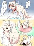  3:4 anagod canid canine clothed clothing collar collar_only comic feral fox fur hi_res japanese_text mammal partially_submerged quadruped red_collar shirt speech_bubble text topwear translation_request wet wet_body wet_fur white_clothing white_shirt white_topwear 