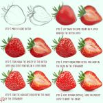  commentary english_commentary english_text floortjesart food fruit how_to no_humans original realistic signature simple_background still_life strawberry white_background 
