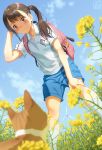  1girl backpack bag blue_shorts blue_sky blurry blurry_foreground blush brown_eyes brown_hair cat closed_mouth collarbone collared_shirt commentary_request day depth_of_field flower gym_uniform hand_up highres long_hair original outdoors pairan shirt short_shorts short_sleeves shorts sky smile solo twintails white_shirt wind_turbine windmill yellow_flower 