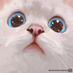 &lt;3 1:1 ambiguous_gender blue_eyes blush close-up domestic_cat felid feline felis feral fur looking_at_viewer mammal pink_nose signature solo star undramaticoo white_body white_fur 