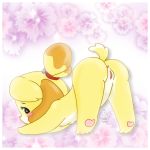  1:1 animal_crossing anthro anus ass_up bloom blush breasts butt canid canine canis digital_drawing_(artwork) digital_media_(artwork) domestic_dog embarrassed feet female flower genitals hi_res innocence isabelle_(animal_crossing) looking_at_viewer looking_back mammal muffinlewds nintendo nipples pawpads paws plant presenting presenting_pussy pussy raised_tail shaded shy small_breasts soft_shading solo spread_legs spreading stretching tiptoes video_games watermark 