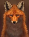  &copy; 2020 black_ears black_nose black_whiskers canid canine chiakiro fluffy fox front_view fur mammal multicolored_body multicolored_fur orange_body orange_fur solo symbol text url whiskers 