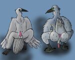  5:4 anthro anus avian balls big_butt bird bodily_fluids butt cilei crane_(bird) crouching feathered_wings feathers genitals green_eyes gruiform hi_res male nauiho nude penis perineum res saggy_balls simple_background solo spread_legs spreading sweat talons tapering_penis white_body white_feathers wings 