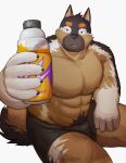  2021 anthro barazoku black_body black_fur black_nose brown_body brown_fur bulge canid canine canis clothing domestic_dog fur hi_res kemono male mammal muscular muscular_anthro muscular_male neiiio nipples pubes simple_background sitting solo underwear white_background white_body white_fur 