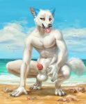 2021 4_toes 5_fingers akineza animal_genitalia anthro balls beach canid canine canis day detailed_background digital_media_(artwork) feet fingers genitals hi_res male mammal open_mouth outside penis seaside sky solo teeth toes tongue wolf 