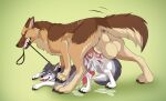  anal anal_orgasm anal_penetration animal_genitalia animal_penis anus balls big_balls big_dom_small_sub big_knot big_penis bodily_fluids brown_body brown_fur canid canine canine_penis canis clenched_teeth cum cum_in_ass cum_inside domestic_dog duo erection feral feral_on_feral fur genital_fluids genitals german_shepherd herding_dog knot leash looking_pleasured male male/male male_penetrated male_penetrating male_penetrating_male mammal orgasm pastoral_dog penetration penis quadruped silvergrin simple_background size_difference teeth tongue tongue_out zetsin 