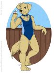  anthro beverage bird_dog canid canine canis clothing collar domestic_dog golden_retriever hunting_dog mammal retriever solo soryane swimwear 