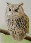  animal bird branch colored_pencil_(medium) highres looking_at_viewer nakanaori31 no_humans original owl realistic still_life traditional_media 