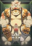  2021 absurd_res anthro balls belly cai1448331577 duo erection eyes_closed felid genitals hi_res humanoid_hands kemono male male/male mammal moobs musclegut nipples overweight overweight_male pantherine penis tiger ursid 