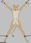  absurd_res anatomically_correct anatomically_correct_genitalia anthro anus backlash91 chain chained_up conditional_dnp felid felidae female genitals hi_res lion mammal nipples pantherine pussy restrained solo teats 