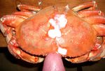  crab giant_enemy_crab sony tagme 
