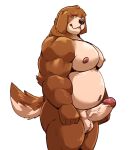  2021 absurd_res anthro balls belly brown_body brown_fur canid canine canis domestic_dog erection fur genitals hi_res jumperbear kemono male mammal moobs musclegut navel nipples overweight overweight_anthro overweight_male penis simple_background solo white_background 