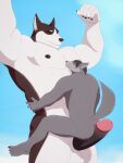  absurd_res anthro anubiskruger balls big_muscles black_hair blush bodily_fluids brown_body brown_nipples canid canine canis cloud domestic_dog drooling duo eyes_closed genitals grey_body hair hands_around_waist hi_res hot_dogging husky jake_(jakewolf00) male male/male mammal multicolored_body muscular nipples nordic_sled_dog penis raised_arms saliva size_difference spitz vladimir_huskyov white_body wolf 