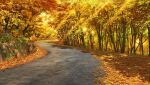  absurdres artist_request autumn_leaves english_commentary existence game_cg grass highres landscape light_rays no_humans outdoors road second-party_source sunbeam sunlight tree tree_shade 