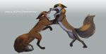  2020 brown_body brown_fur canid canine duo feral fight fox fur gradient_background grey_background leg_markings mammal markings open_mouth qalcove simple_background socks_(marking) white_body white_fur 