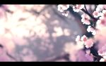  blurry blurry_background branch cherry_blossoms commentary_request dappled_sunlight dise flower highres letterboxed no_humans outdoors pink_flower scenery sunlight touhou 