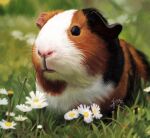 animal animal_focus black_eyes blurry blurry_background commentary_request daisy dated day depth_of_field flower grass guinea_pig highres looking_at_viewer no_humans original outdoors signature tama_yu white_flower 
