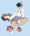  4_toes absurd_res anthro barefoot biped bottomwear canid canine clothed clothing crop_top feet fur hair hi_res inner_ear_fluff looking_at_viewer male mammal navel pawpads paws sharp_teeth shirt shorts simple_background sitting smile solo takiminada teeth toes topwear tuft 