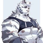  1boy abs animal_ears arknights bara bare_pecs chest_hair chest_harness fluffy from_side furry harness highres large_pectorals looking_to_the_side maiyabuhantang male_focus mountain_(arknights) muscular muscular_male nipples scar scar_across_eye scar_on_arm scar_on_chest short_hair solo stomach tiger_boy tiger_ears upper_body white_fur white_hair 