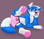  9:8 absurd_res anthro balls_outline black_nose blep blue_body blue_eyes blue_fur blue_hair bulge canid canine chest_tuft claws clothing cute_fangs ear_piercing eyebrows fur gaokun genital_outline hair head_tuft hi_res inner_ear_fluff male mammal pawpads paws piercing pink_clothing pink_pawpads pink_underwear presenting_bulge sheath_outline simple_background solo toe_claws tongue tongue_out tuft underwear white_body white_fur white_hair 