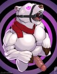 anthro balbo bear bodily_fluids circumcised drooling erection gag genitals hi_res high-angle_view hypnosis hypnotic_eyes iudicium86 kneeling male mammal mind_control musclegut penis polar_bear ring_gag saliva scarf solo ursine