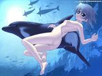  ass barefoot blue_eyes blue_hair breasts bubble copyright_request dolphin feet freediving ninozen nipples nude ocean pussy silhouette small_breasts solo twisted_torso underwater wallpaper water 