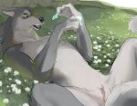  2021 anthro canid canine canis condom detailed_background female field flower fur genitals grass grey_body grey_fur holding_condom holding_object kemono kikurage looking_at_object lying mammal multicolored_body multicolored_fur nude on_back open_mouth outside plant pussy semi-anthro sexual_barrier_device solo spread_legs spreading tree two_tone_body two_tone_fur wolf yellow_eyes 