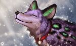  ambiguous_gender black_nose canid canine collar eyes_closed feral flashw fur mammal purple_body purple_fur raining solo spots spotted_body spotted_fur 