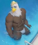  2020 5_fingers abs accipitrid accipitriform anthro avian bald_eagle beak biceps bird black_body black_feathers blonde_hair blue_eyes brown_body brown_feathers bulge clothed clothing digital_media_(artwork) driedwarek eagle feathers fingers front_view hair hi_res high-angle_view looking_at_viewer male mighty_raptor_(corvuscantum) multicolored_body multicolored_feathers muscular muscular_anthro muscular_male partially_submerged pecs quads sea_eagle shaded skimpy solo speedo standing swimming_pool swimwear tail_feathers thick_thighs topless water white_body white_feathers 