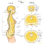  1girl anatomy bisected blonde_hair commentary_request food fruit highres lemon lemon_slice lungs organs original punica_citrea_(zeniyan) seed short_hair signature simple_background solo spine translation_request white_background zeniyan 