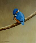  ambiguous_gender avian bird chandlerwildlifeart common_kingfisher coraciiform feral kingfisher oil_painting_(artwork) painting_(artwork) realistic solo traditional_media_(artwork) 