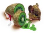  food fruit inanimate kiwi mouse worth_1000 