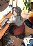  1girl :d apron arm_rest black_legwear black_pants blurry blurry_foreground calico carpet cat cat_cafe chain commentary counter crossed_arms cushion from_above grey_eyes grey_hair hanging_plant highres long_sleeves on_floor open_mouth original pants seiza shadow shirt short_ponytail sign signature sitting slippers smile solo soragane_(banisinngurei) table upper_teeth white_shirt window zabuton 