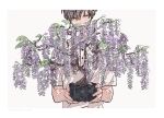  1boy bonsai border commentary_request covered_mouth eyebrows_visible_through_hair flower grey_background half-closed_eyes highres holding holding_plant kankara_nashi male_focus original plant potted_plant purple_flower shirt short_hair short_sleeves simple_background solo upper_body white_border white_shirt wisteria 