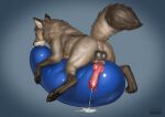  2021 anatomically_correct anatomically_correct_genitalia anatomically_correct_penis animal_genitalia animal_penis anus balloon balls black_pawpads blue_background bodily_fluids brown_body brown_fur butt canid canine canine_penis canis claws cum cum_on_ground cum_splatter cumshot deusexmoose digitigrade dipstick_tail ejaculation erection feral finger_claws fur genital_fluids genitals gloves_(marking) head_tuft inflatable inner_ear_fluff knot leg_markings male mammal markings multicolored_tail pawpads penis quadruped raised_tail rear_view shaded simple_background socks_(marking) solo toe_claws tuft wolf 