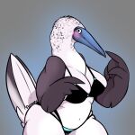  1:1 2021 4_fingers anthro asianpie avian beak belly big_breasts bikini biped bird black_eyes blue-footed_booby blush booby_(bird) bottomwear breasts chubby_anthro chubby_female cleavage clothed clothing curvy_figure digital_media_(artwork) feather_hands feathered_wings feathers female fingers front_view fully_clothed gradient_background grey_background grey_beak grey_body grey_feathers hi_res looking_at_viewer midriff multicolored_body multicolored_feathers navel non-mammal_breasts shaded signature simple_background skimpy slightly_chubby solo sulid swimwear tail_feathers thick_thighs topwear two_tone_body two_tone_feathers voluptuous white_body white_feathers wide_hips wings 