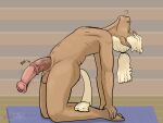  4:3 animal_genitalia animal_penis balls blonde_hair brown_body brown_eyes brown_fur equid equine equine_penis fur genitals girly hair half-erect hi_res horse kneeling leaning leaning_back male mammal mglblaze nude penis ponytail solo yoga yoga_mat 