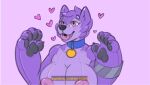  &lt;3 alphax10 animate_inanimate anthro blue_eyes blush breasts canid canine canis clothed clothing collar domestic_dog english_text female husky inflatable living_inflatable mammal nordic_sled_dog purple_body sex_toy_transformation solo species_transformation spitz text transformation 