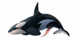  2021 cetacean delphinoid dinkysaurus erection feral genitals hi_res jett_(dinkysaurus) male mammal marine nude oceanic_dolphin orca penis presenting presenting_penis scar solo tapering_penis toothed_whale 