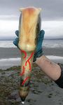  geoduck mollusc tagme 