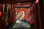  animal commentary_request day fantasy fox fushimi_inari_taisha gate grass hankachi_(okayama012) highres kanji multiple_torii no_humans original path plant scenery shade shrine sunlight torii tree 