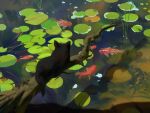 animal_focus black_cat branch cat fish koi landscape lily_pad nature no_humans original painting pond snatti water 