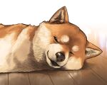  aaru_(tenrake_chaya) animal animal_focus closed_eyes dog fluffy no_humans orange_fur original shiba_inu sleeping tail two-tone_fur 