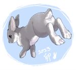 2023 ayaka countershading dated feral fur grey_body grey_fur jumping lagomorph leporid mammal paws rabbit simple_background solo tail white_body white_fur