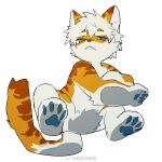 1:1 blue_eyes blue_pawpads countershade_face countershade_fur countershade_torso countershading domestic_cat eyebrows felid feline felis feral fur hair hu_ku_li_(milkytiger1145) kemono male mammal milkytiger1145 orange_body orange_fur pawpads quadruped simple_background solo tail white_background white_hair