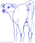  anus bovid bovine butt cattle female feral genitals hi_res looking_at_viewer looking_back mammal presenting presenting_hindquarters pussy raised_tail sketch solo teats tim_o&#039;rourke udders 